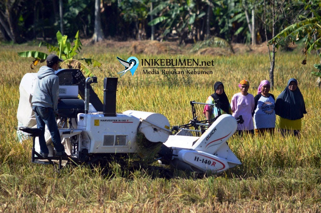 Bupati Klaim Serangan Wereng Tak Pengaruhi Produktivitas Padi