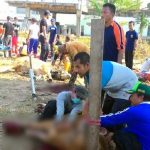Samai Masjid Istiqlal, PKU Gombong Menyembelih Hewan Kurban 27 Ekor Sapi