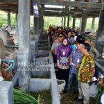 Setelah Kampung Inggris dan Arab, Bupati Kebumen Luncurkan Kampung Sapi PO