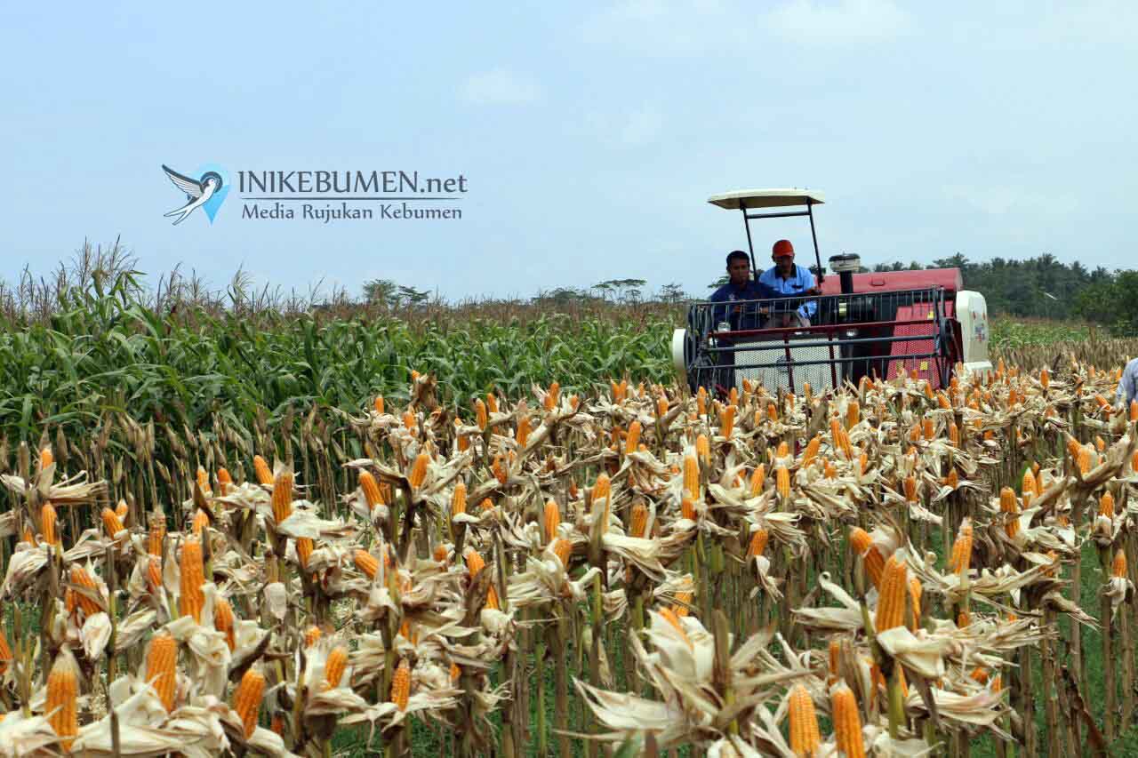 Warga Ambalkumolo Panen Jagung Bareng Bupati Kebumen