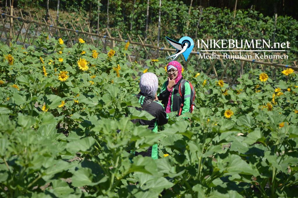 Heboh Kebun Bunga di Ambal, Inilah Lokasi Tepatnya! Heboh Kebun Bunga di Ambal, Inilah Lokasi Tepatnya!