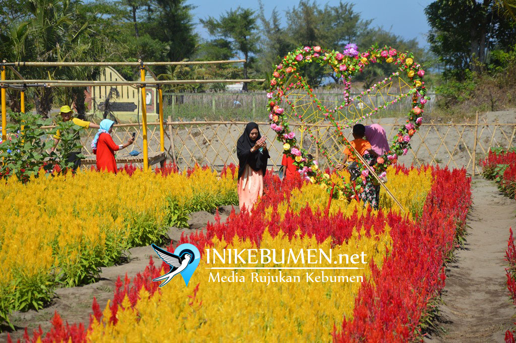 Heboh Kebun Bunga di Ambal, Inilah Lokasi Tepatnya! Heboh Kebun Bunga di Ambal, Inilah Lokasi Tepatnya!