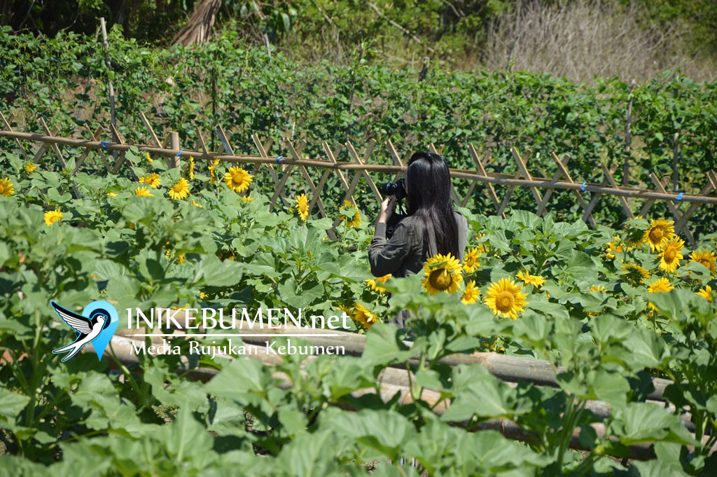 Heboh Kebun Bunga di Ambal, Inilah Lokasi Tepatnya! Heboh Kebun Bunga di Ambal, Inilah Lokasi Tepatnya!