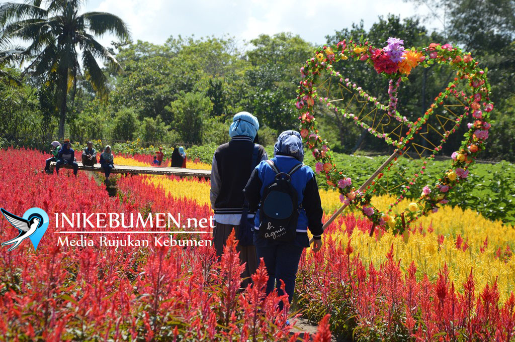Heboh Kebun Bunga di Ambal, Inilah Lokasi Tepatnya! Heboh Kebun Bunga di Ambal, Inilah Lokasi Tepatnya!