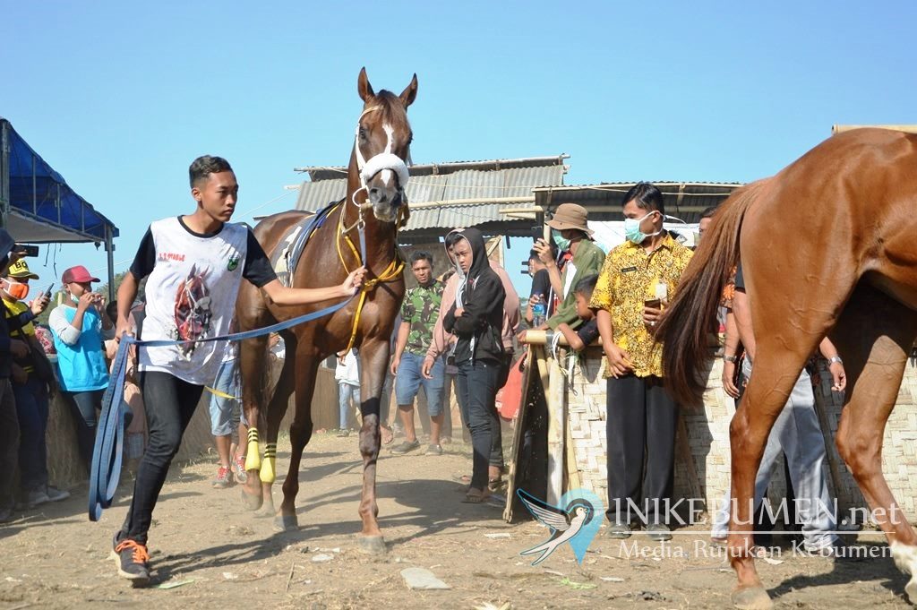 Wow! Tahun ini, Peserta Kelas Pemula Pacuan Kuda Ambal Membludak
