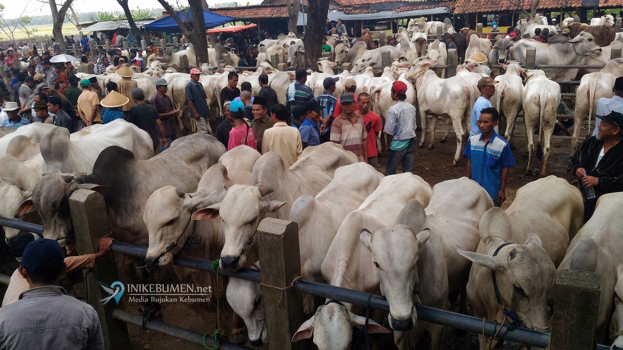 Jelang Idul Adha, Distapang Kebumen Perketat Awasi Hewan Kurban