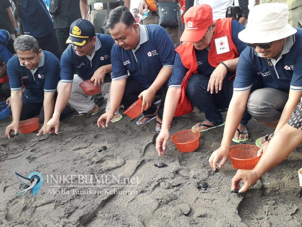 HUT ke-74, PMI Kebumen Lepasliarkan 500 Tukik dan Tanam 5.000 Mangrove