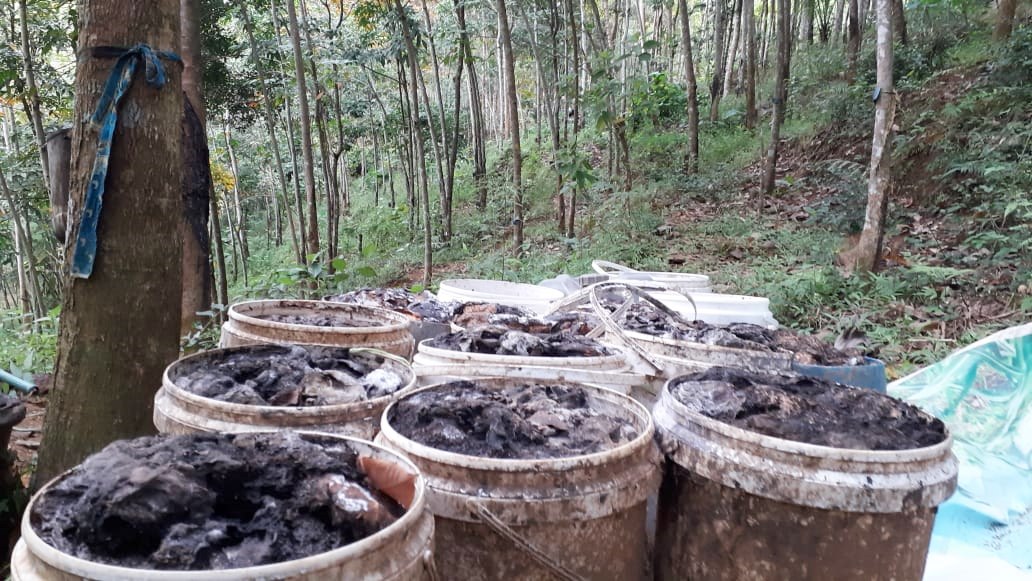 Sempat Tak Laku karena Corona, Petani Karet Sadang Kembali Bergairah