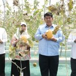 Wakaf Produktif Pondok Pesantren Nurmadu Kulon Progo Berbuah Melon Premium Hidroponik
